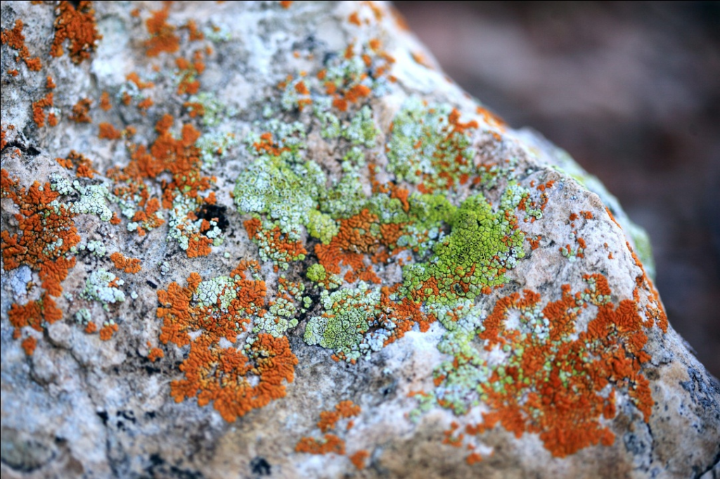 An image of mold growth