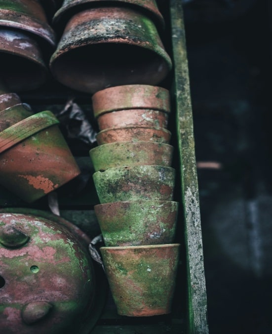 An image of mold growth on clay pots 